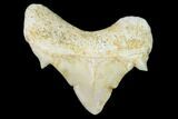 Pathological Shark (Otodus) Tooth - Morocco #108251-1